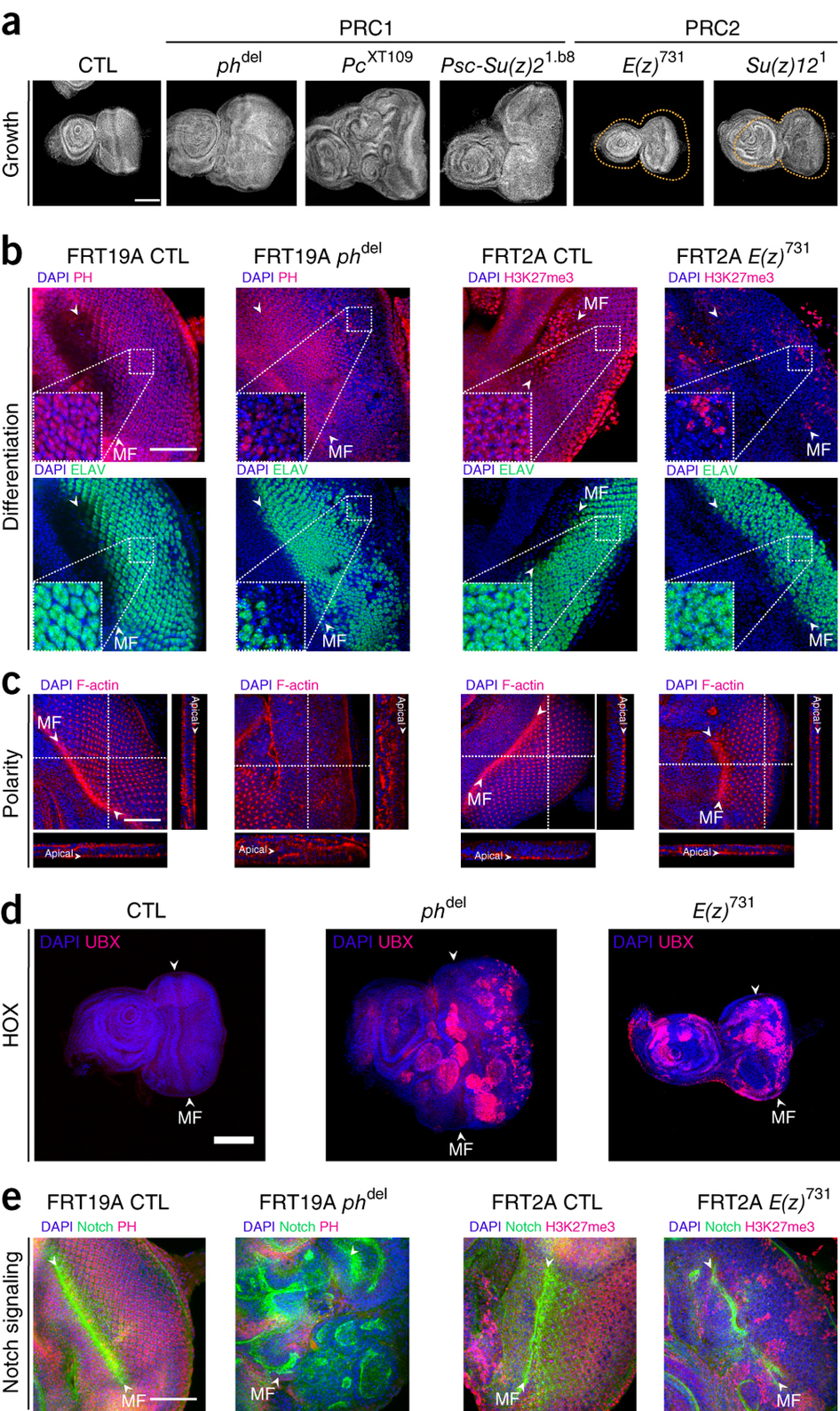 Massive Coordinate redeployment of PRC1 proteins suppresses tumor formation during Drosophila development.